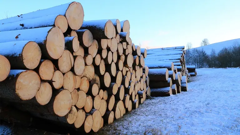 Timber Prices Rise in Estonia