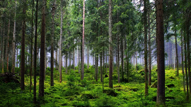 Time for More Trees in the UK Wood Industry