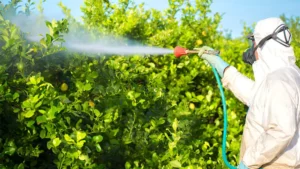 When Is the Best Time to Spray Fruit Trees