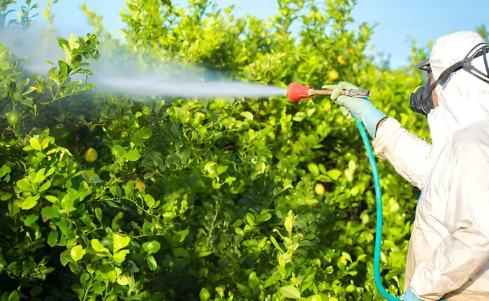 When Is the Best Time to Spray Fruit Trees