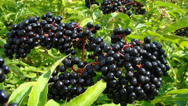 Clusters of ripe black elderberries on a green-leaved elderberry tree.