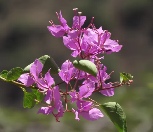 Branch of Bougainvillea peruviana with light purple bracts and green leaves.