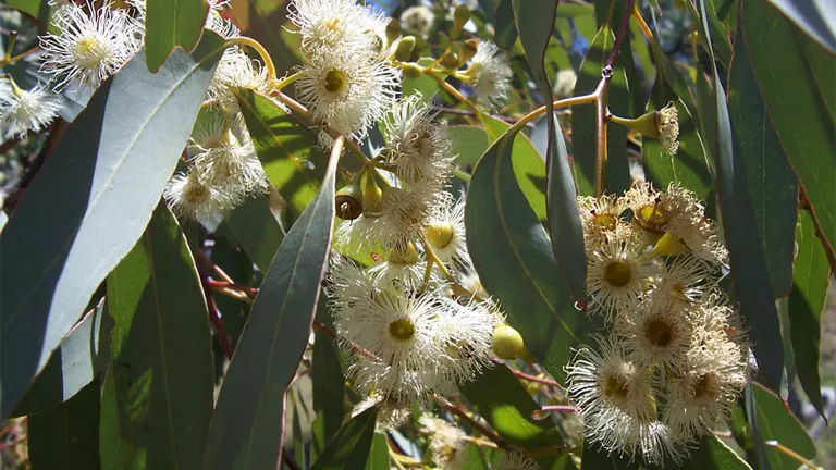 Yellow Box Tree (Eucalyptus Melliodora)