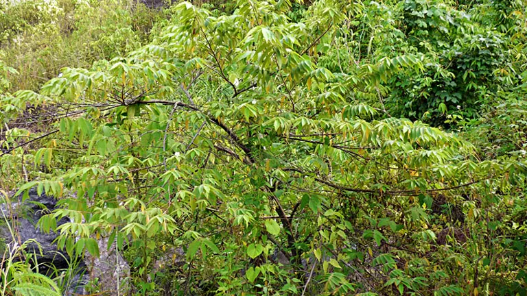 Aratiles tree with spreading branches and dense green foliage in a natural setting.