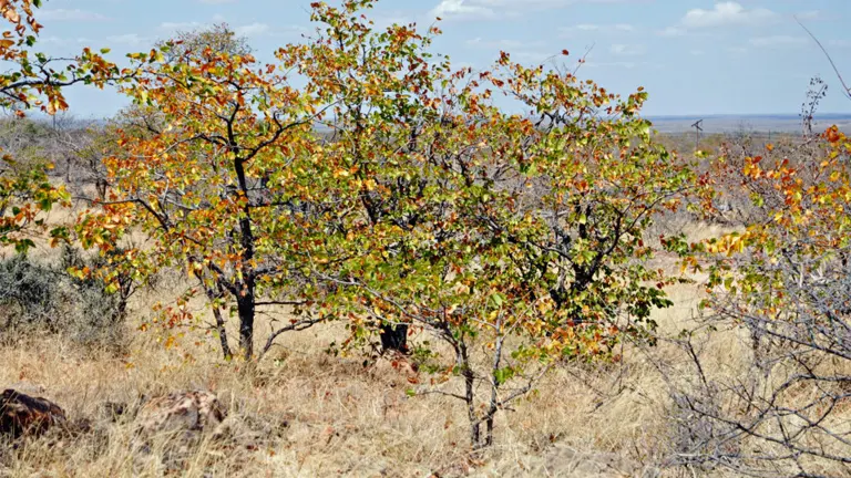 Mopane tree with butterfly-shaped leaves in a dry African landscape.