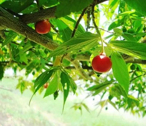 Aratiles Tree