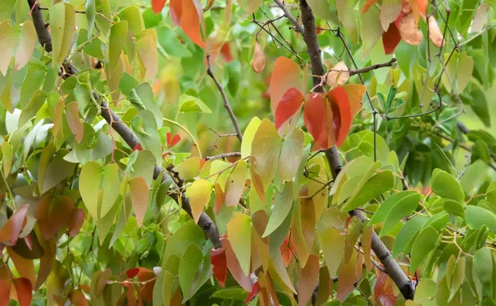 Mopane Tree