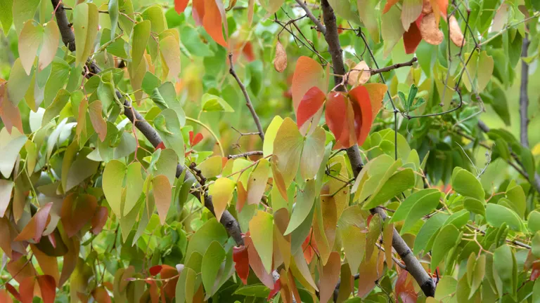 Mopane Tree