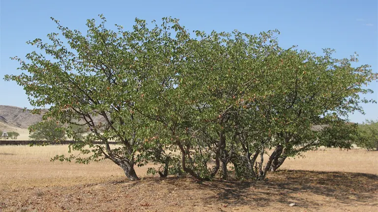 Mopane tree with dense green foliage in a dry, open landscape.