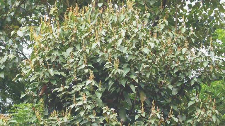 Dense foliage of a flowering Banato Tree with green leaves and small blossoms.