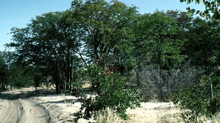 Mopane trees growing in a sandy, dry landscape.