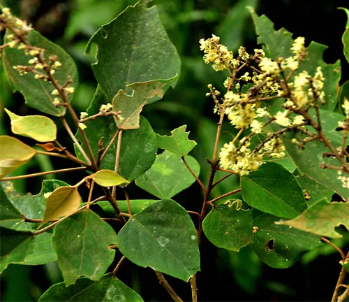 Close-up of Mallotus paniculatus with green leaves and small yellow flowers.