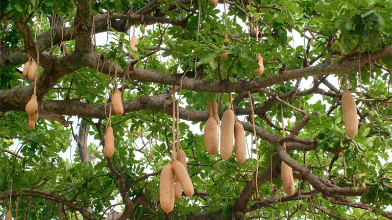 Sausage Tree with large hanging fruits and green leaves.