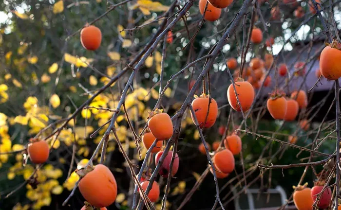 How to Plant and Grow American Persimmons