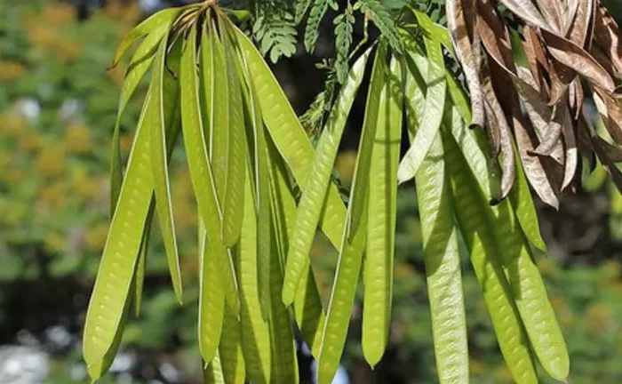 Ipil Tree