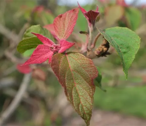 Close-up of Mallotus japonicus with red and green leaves.