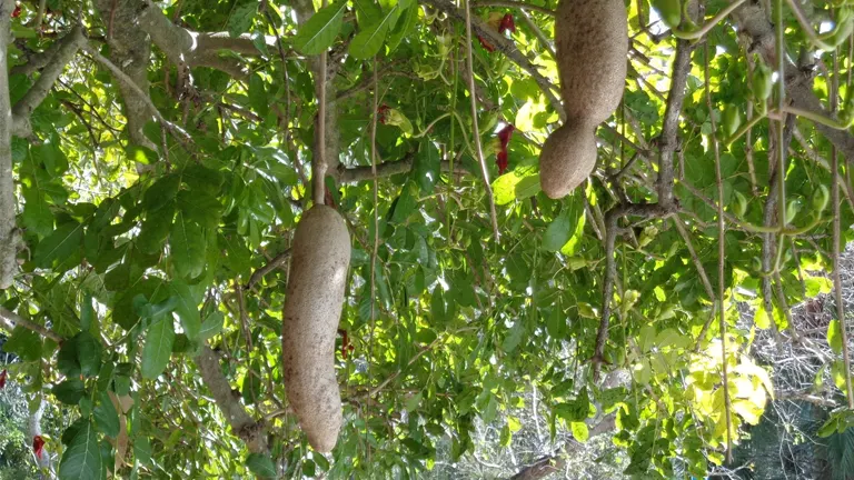 Sausage Tree