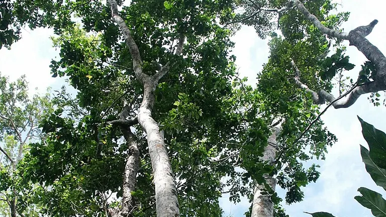 Tall Philippine Ipil Tree with lush green leaves and sturdy branches reaching skyward.