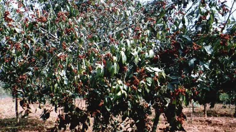 Banato Trees with dense green foliage and clusters of red fruit.