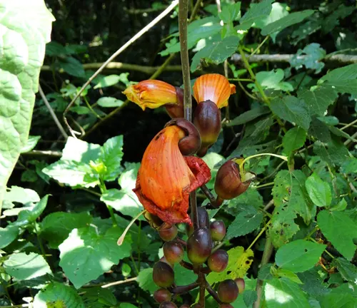 Kigelia moosa with red flowers and green foliage.