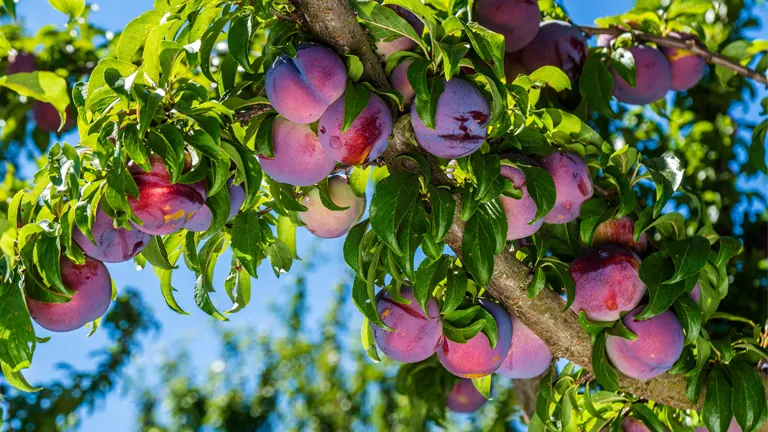 Plum tree branch with ripe, purple-red fruits surrounded by green leaves under a bright blue sky.