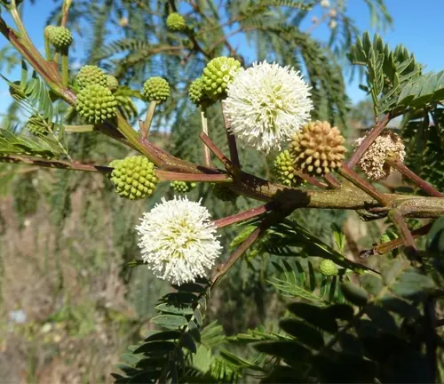 Close-up of Leucaena leucocephala subsp. glabrata with round white flower clusters and green seed pods.