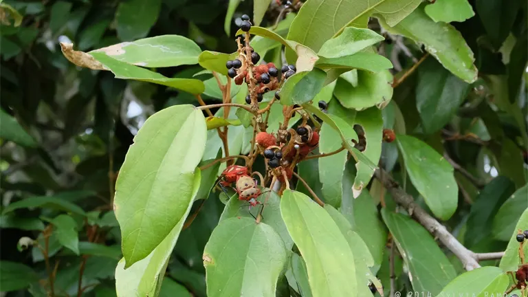 Banato Tree branch with green leaves and clusters of red and black fruit.