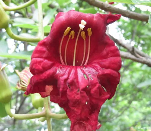 Kigelia moosa with red flowers and green foliage.