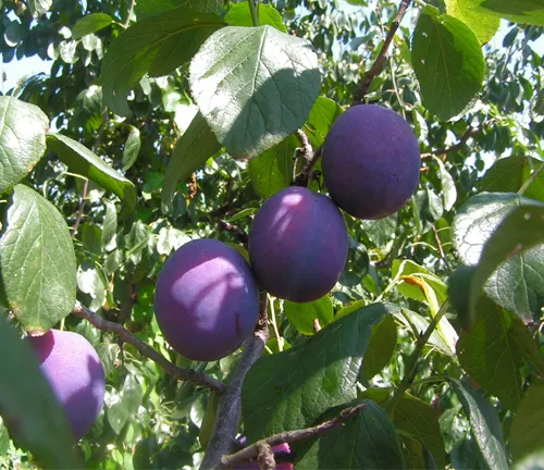 European Plum tree with ripe purple fruits and green leaves in sunlight.