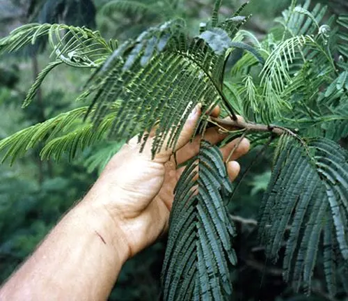 Hand holding feathery green leaves of Leucaena diversifolia.