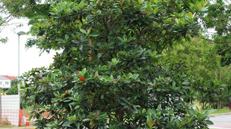 Dense Mangkono tree with glossy green leaves and red flower buds.