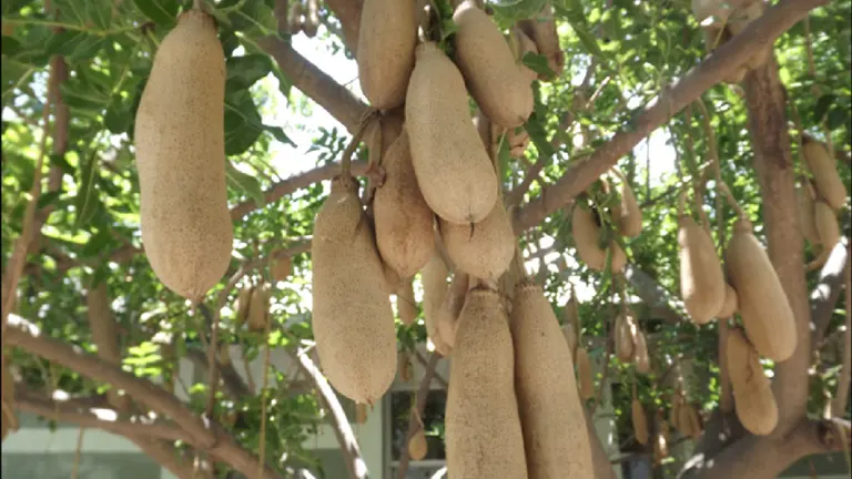 Sausage Tree with large hanging, brown fruits.