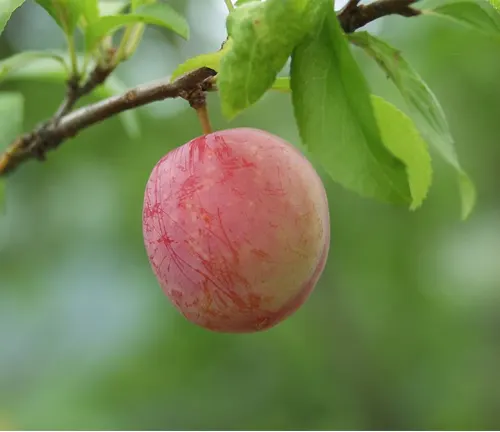 Japanese Plum with a ripe red fruit hanging from a branch with green leaves.