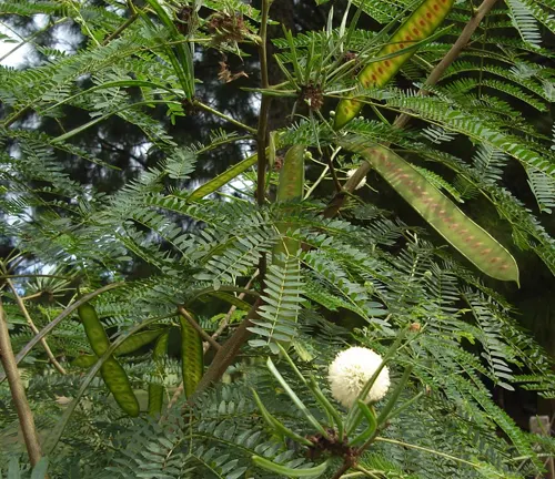 Leucaena esculenta with feathery leaves, white flower, and green seed pods.