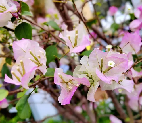 Bougainvillea × buttiana with light pink bracts and small white flowers.