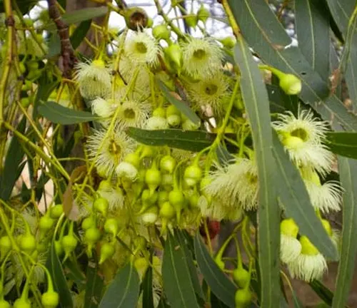 Flowers and buds of Eucalyptus Leucoxylon (Yellow Gum) with narrow green leaves.