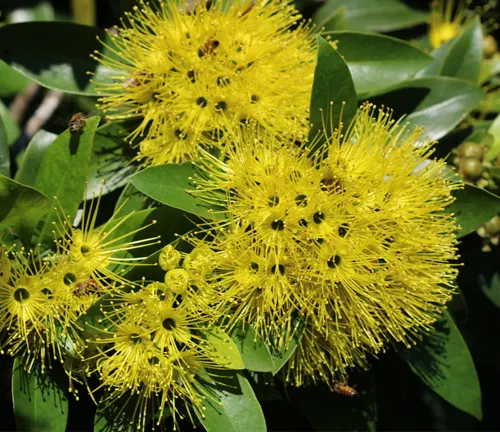 Bright yellow blooms of Xanthostemon chrysanthus with green leaves.