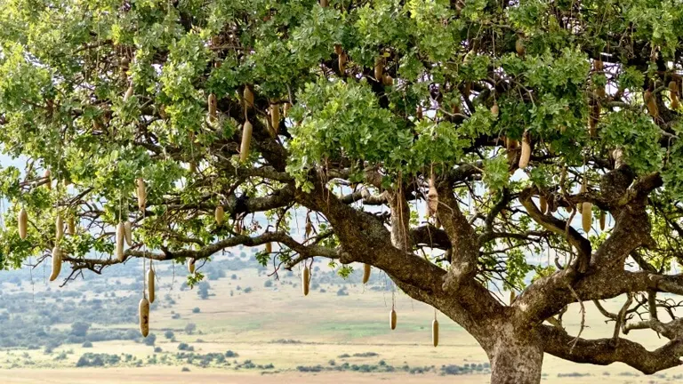 Sausage Tree with hanging fruits in a savanna landscape.