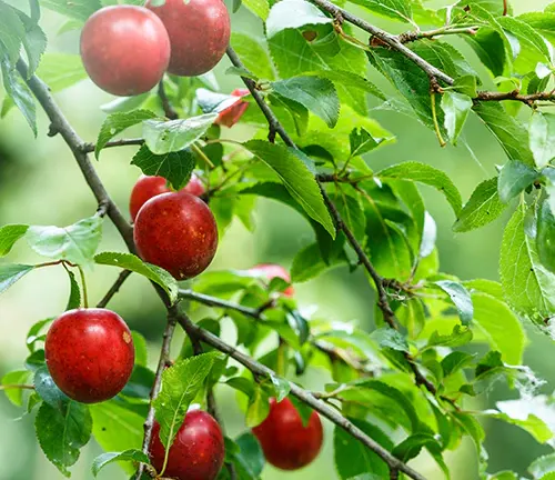 American Plum tree with red fruits and lush green leaves on branches.