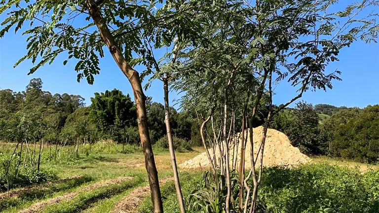 Young Philippine Ipil trees growing in a sunny, open field.