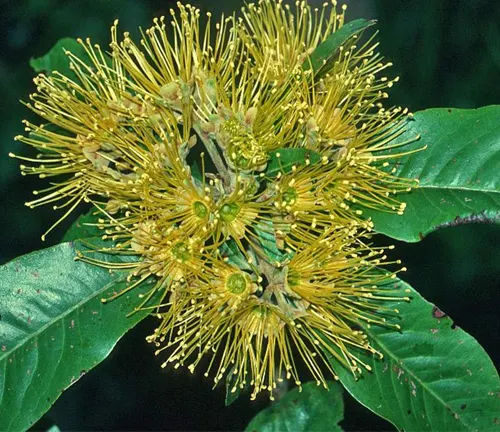 Yellow flower cluster of Xanthostemon whitei with broad green leaves.