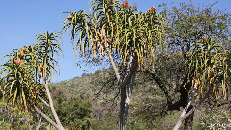 Tall Tree Aloe (Aloidendron barberae) with long leaves and orange flowers in a natural landscape.