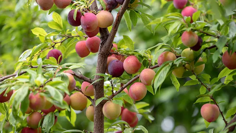 Plum tree with ripe and unripe fruits surrounded by green leaves.