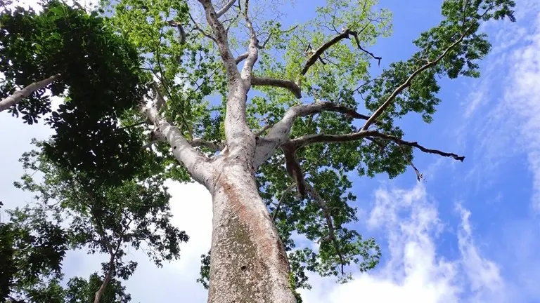 Tall Philippine Ipil tree with thick trunk and green foliage against a blue sky.