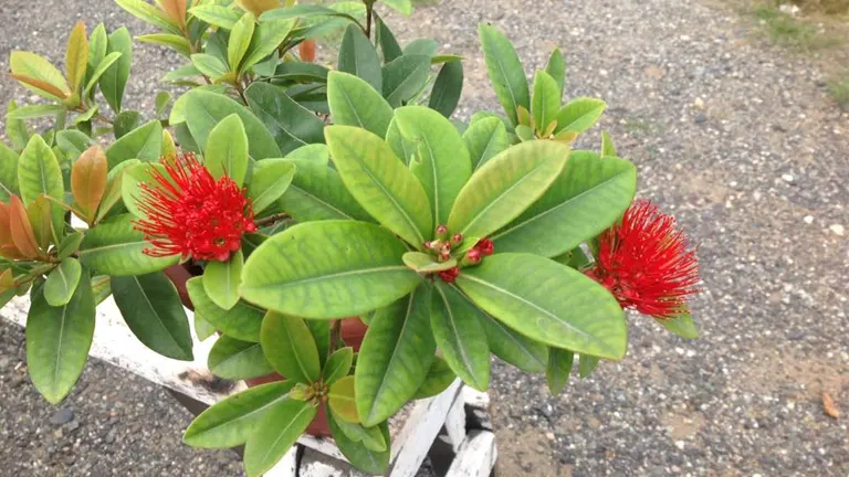 Mangkono tree with vibrant red flowers and broad green leaves.