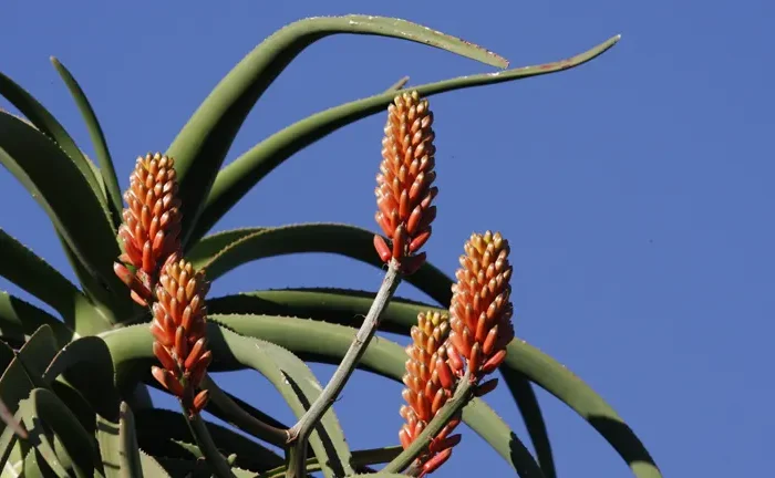 Tree Aloe