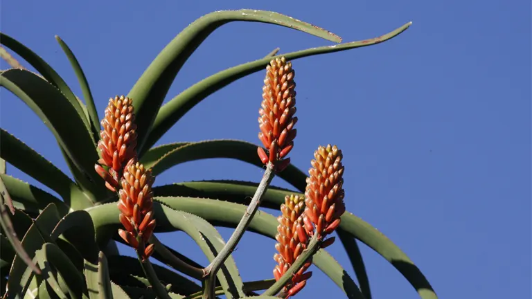 Tree Aloe