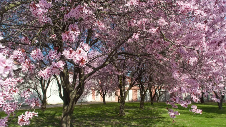 Plum trees in full bloom with pink flowers in a sunny park setting.