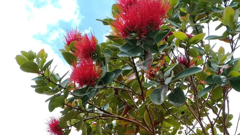 Mangkono Tree