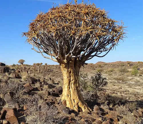 Aloidendron dichotomum (Quiver Tree) with thick, branching trunk in a rocky, arid landscape.